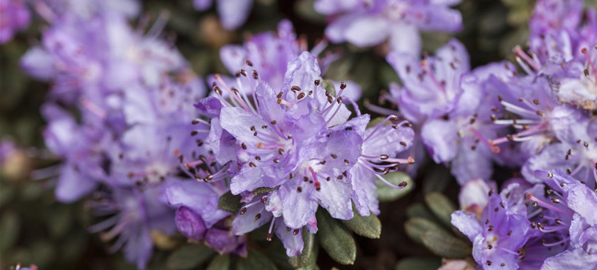 Rhododendron impeditum