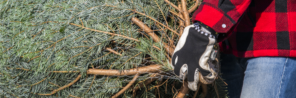 Weihnachtsbaum einnetzen 