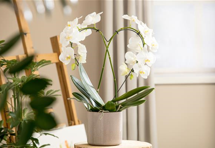 Phalaenopsis, Herz