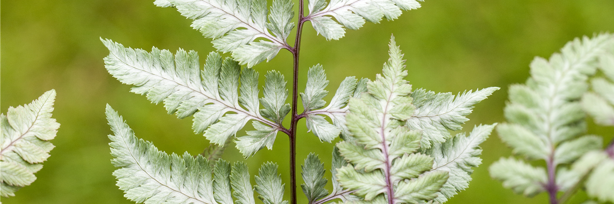 Athyrium niponicum var. pictum 'Silver Falls'