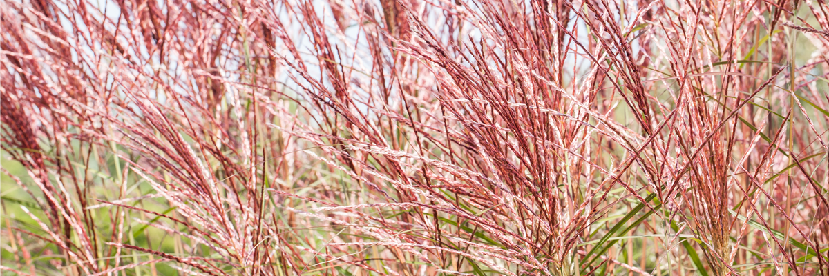 Miscanthus sinensis