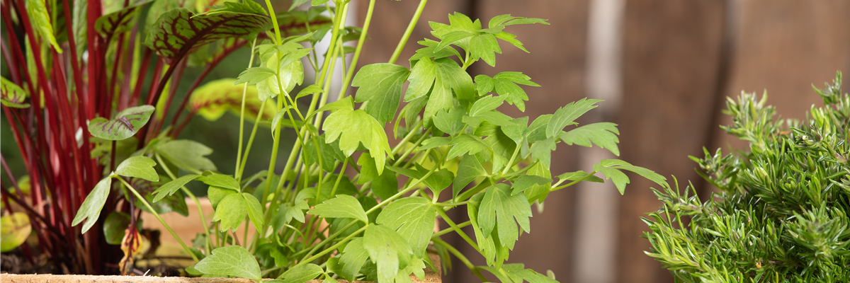 Levisticum officinale