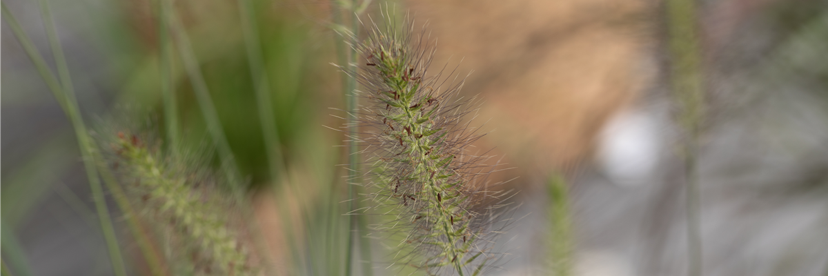 Pennisetum alopecuroides 'Hameln'