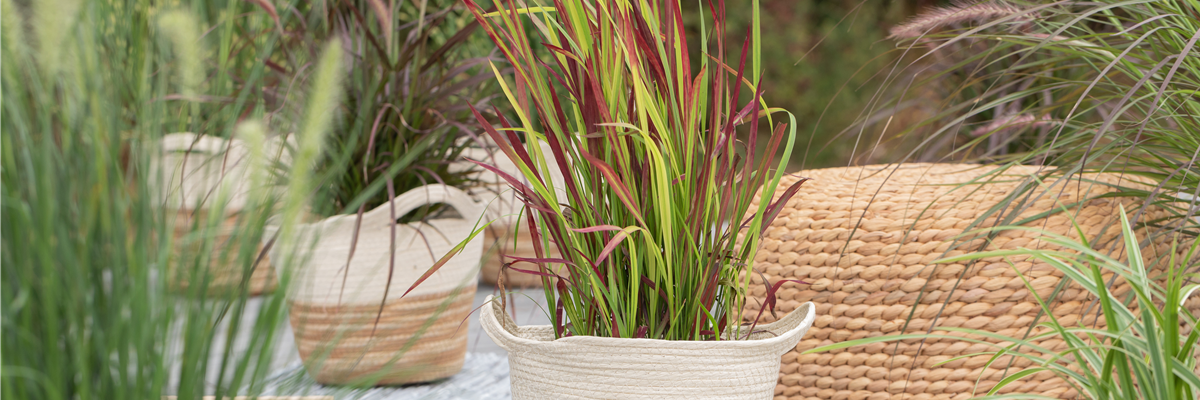 Imperata cylindrica 'Red Baron'