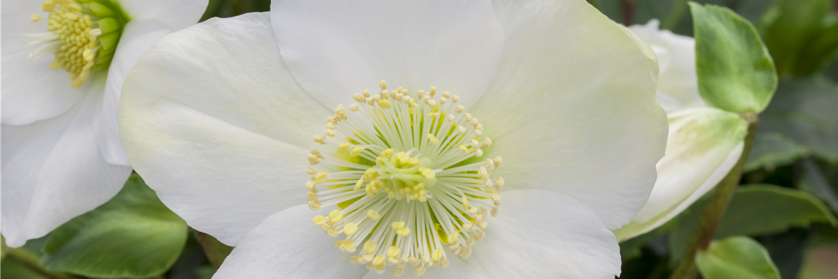 Helleborus niger