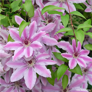 CLEMATIS!