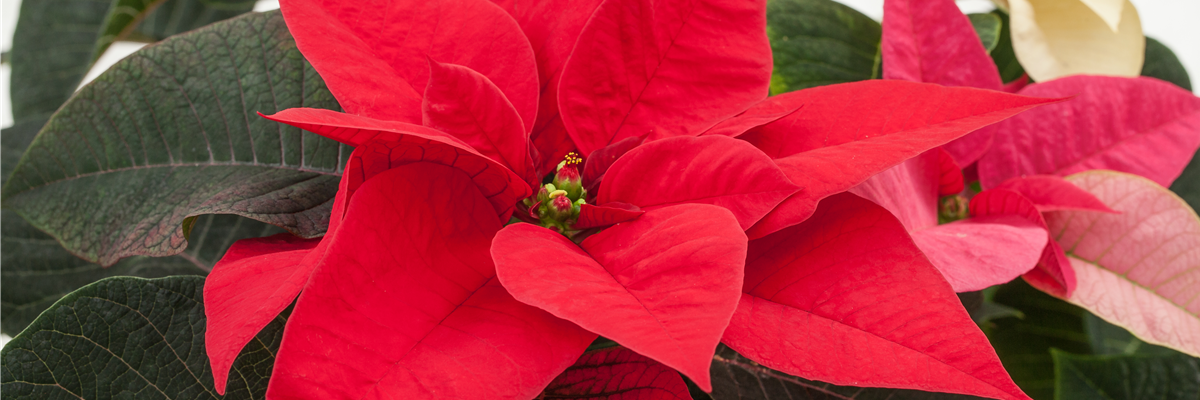 Euphorbia pulcherrima, rot