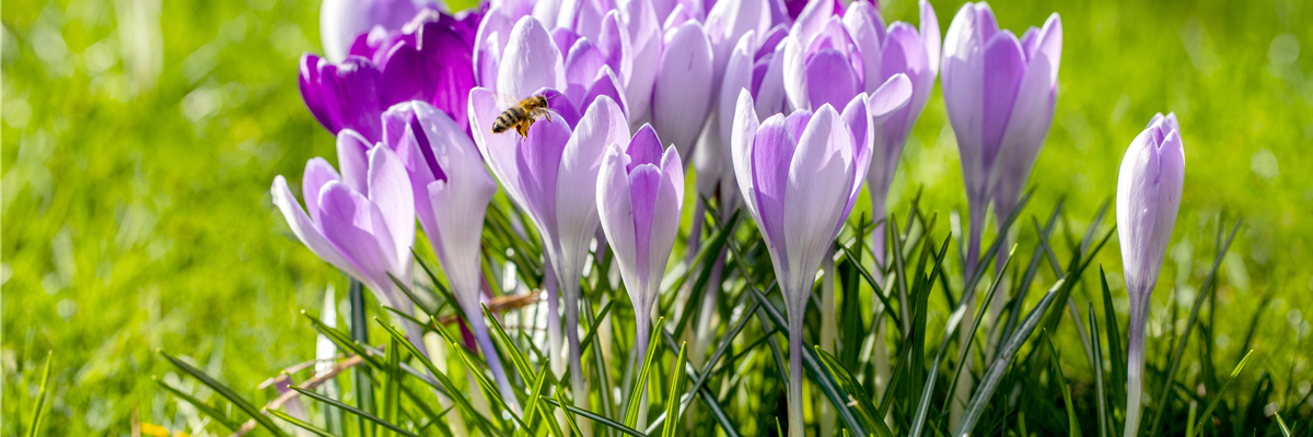 Crocus vernus