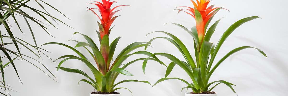 Bromelia