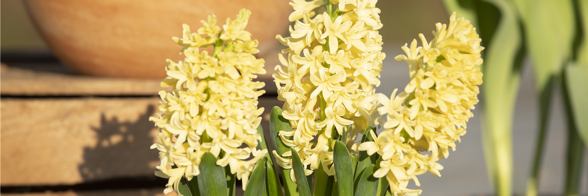 Hyacinthus orientalis 'Gipsy Princess'