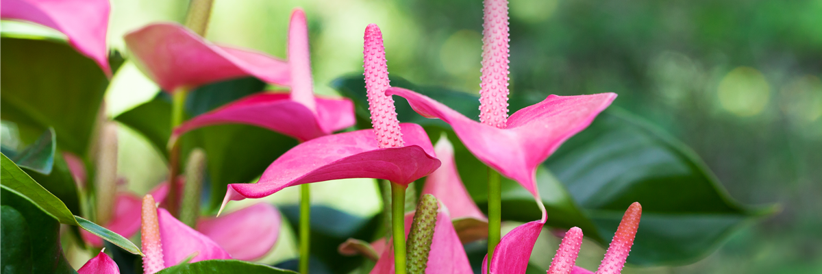 Anthurium x andreanum 'Pink Champion'