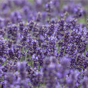 DIE VIELSEITIGE ANWENDUNG VON LAVENDEL!