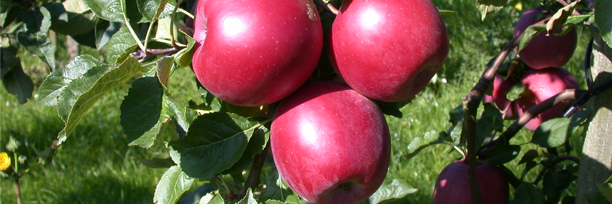 Malus domestica 'Enterprise'®