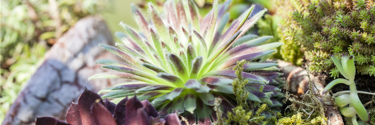 Sempervivum