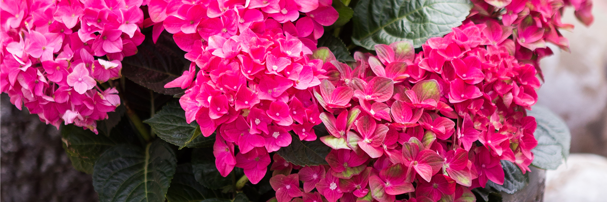 Hydrangea macrophylla, rot