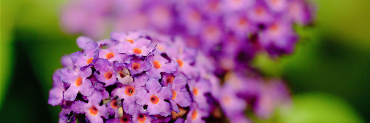 Buddleja davidii