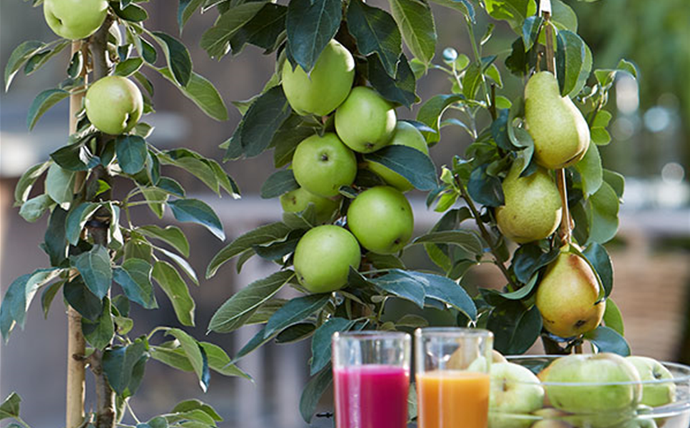 Spalier- und Säulenobst Spalier- und Säulenobst