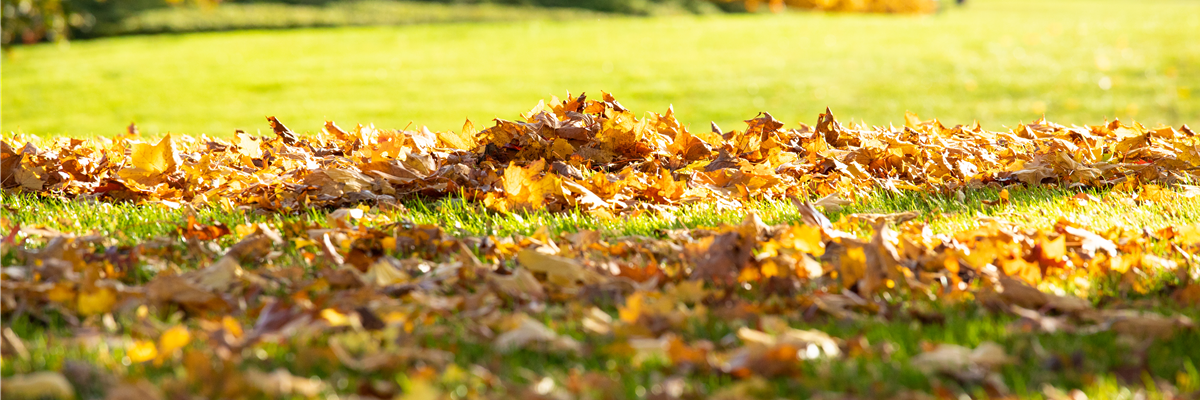 Herbst - Laub auf Rasen