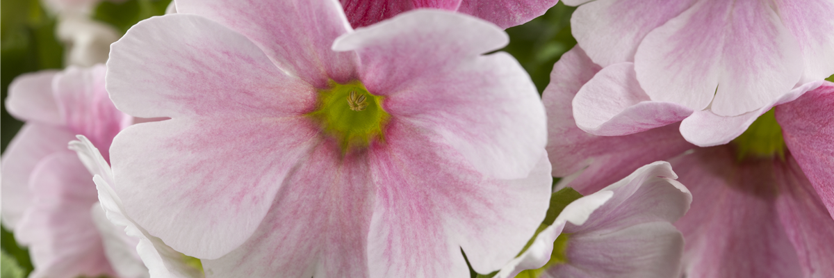 Primula obconica