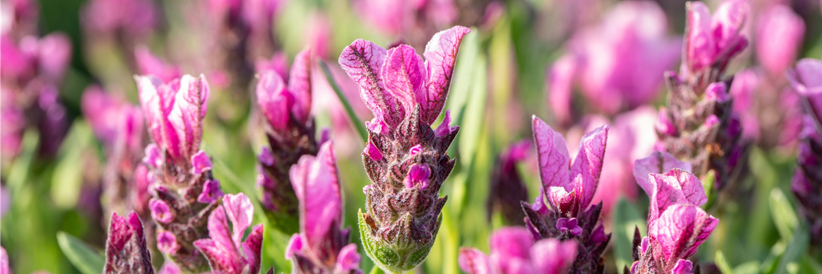 Lavandula stoechas 'Papillon'