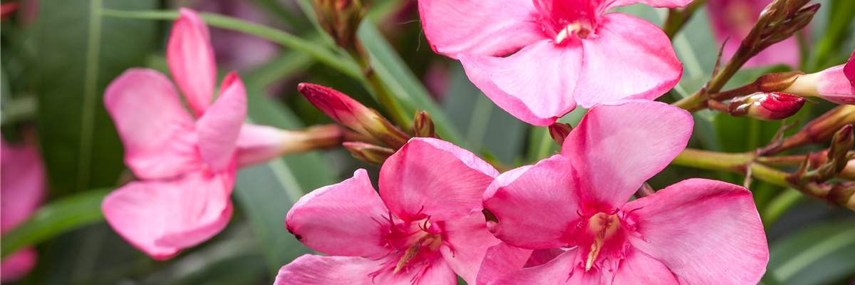 Nerium oleander