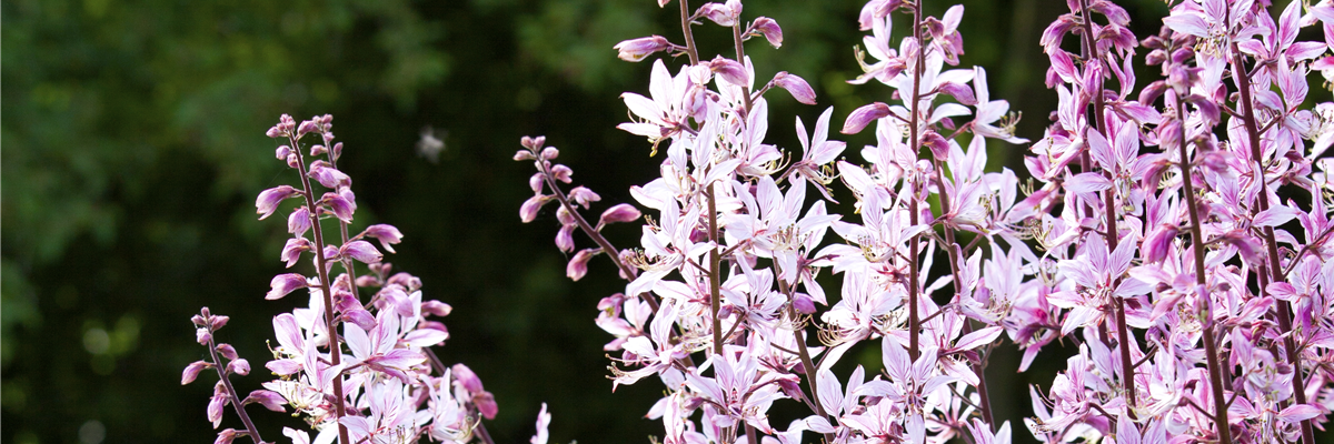 Gaura lindheimeri