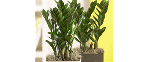 ZAMIOCULCAS - BESONDERS PFLEGELEICHT!