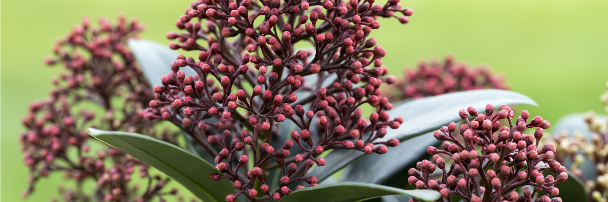 Skimmia japonica 'Rubella'