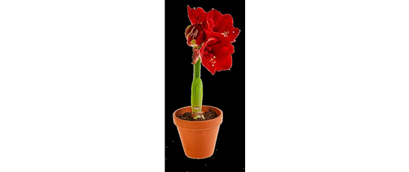 PRACHTVOLLE STERNE! DEKORATIONSWUNDER AMARYLLIS.