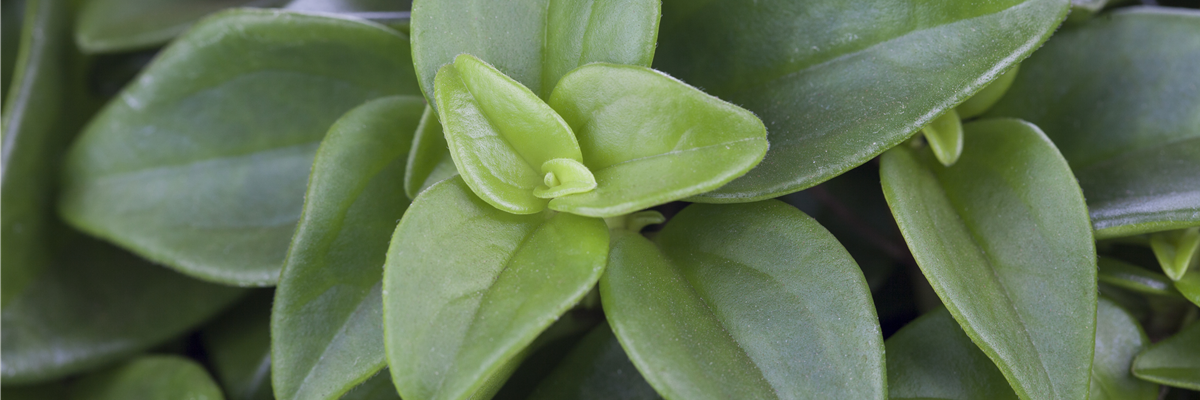 Peperomia rotundifolia