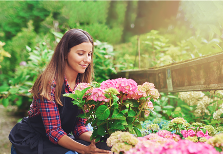 DIE SCHöNSTEN HORTENSIEN & BEGLEITER. DIE SCHöNSTEN HORTENSIEN & BEGLEITER.