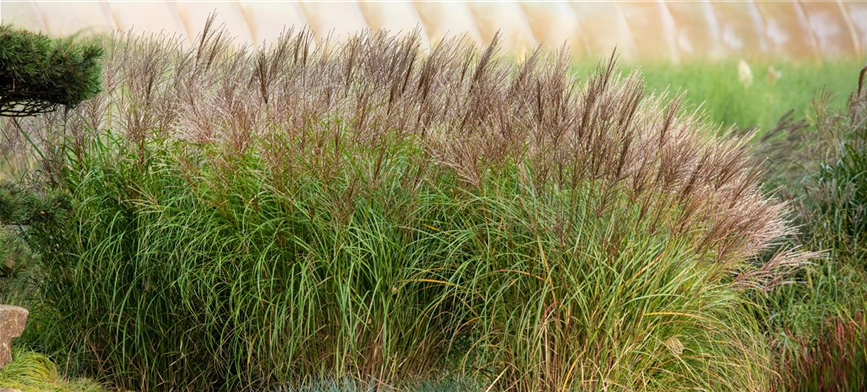 Miscanthus sinensis