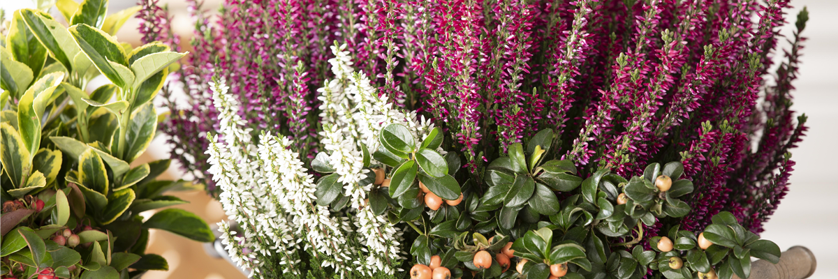 GS585232_Calluna vulgaris Beauty Ladies® Longlife_