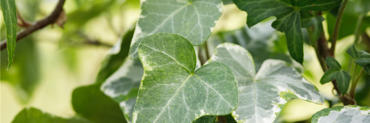 Hedera helix