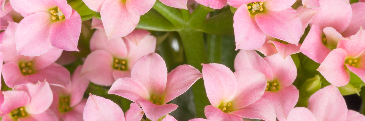 Kalanchoe blossfeldiana