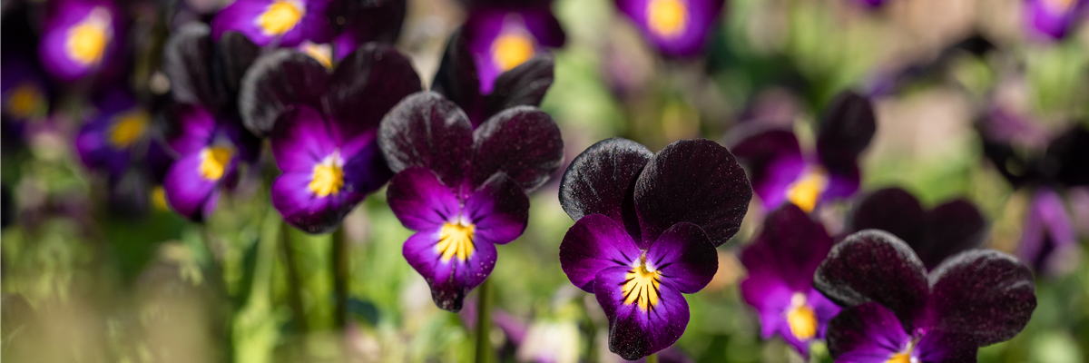 Viola cornuta