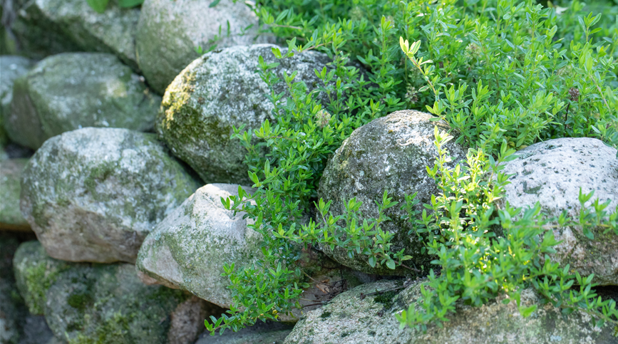 Thymian auf Steinmauer