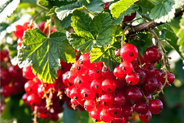 Obstgarten