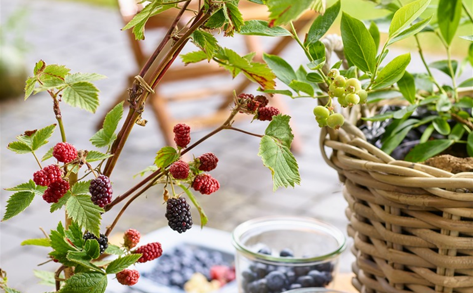 Balkonobst Balkonobst