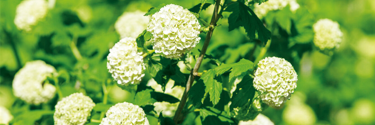 Pool_SAGAFLOR allgemein_Datei_GS490475_Viburnum opulus Roseum_CMYK_Art-Nr_